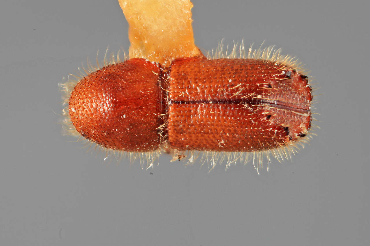 Genus / Species: Acanthotomicus ipsiformus | Image Author: SM Smith | Location: Costa Rica, Guanacaste, Parque Nal. Santa Rosa | Image Type: holotype | Collection: Entomology