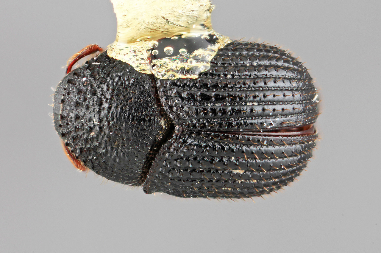 Genus / Species: Phloeotribus carinatus | Image Author: SM Smith | Location: México, Morelos, Cañon de Lobos | Image Type: holotype | Collection: Entomology