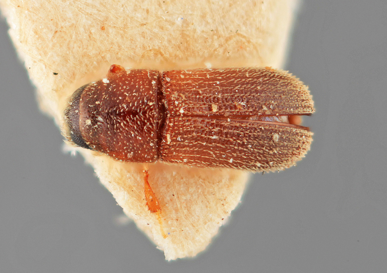 Genus / Species: Polygraphus anogeissi | Image Author: SM Smith | Location: India, Maharashtra, Kirwatti, E. Kanara | Image Type: holotype | Collection: Forest Research Institute
