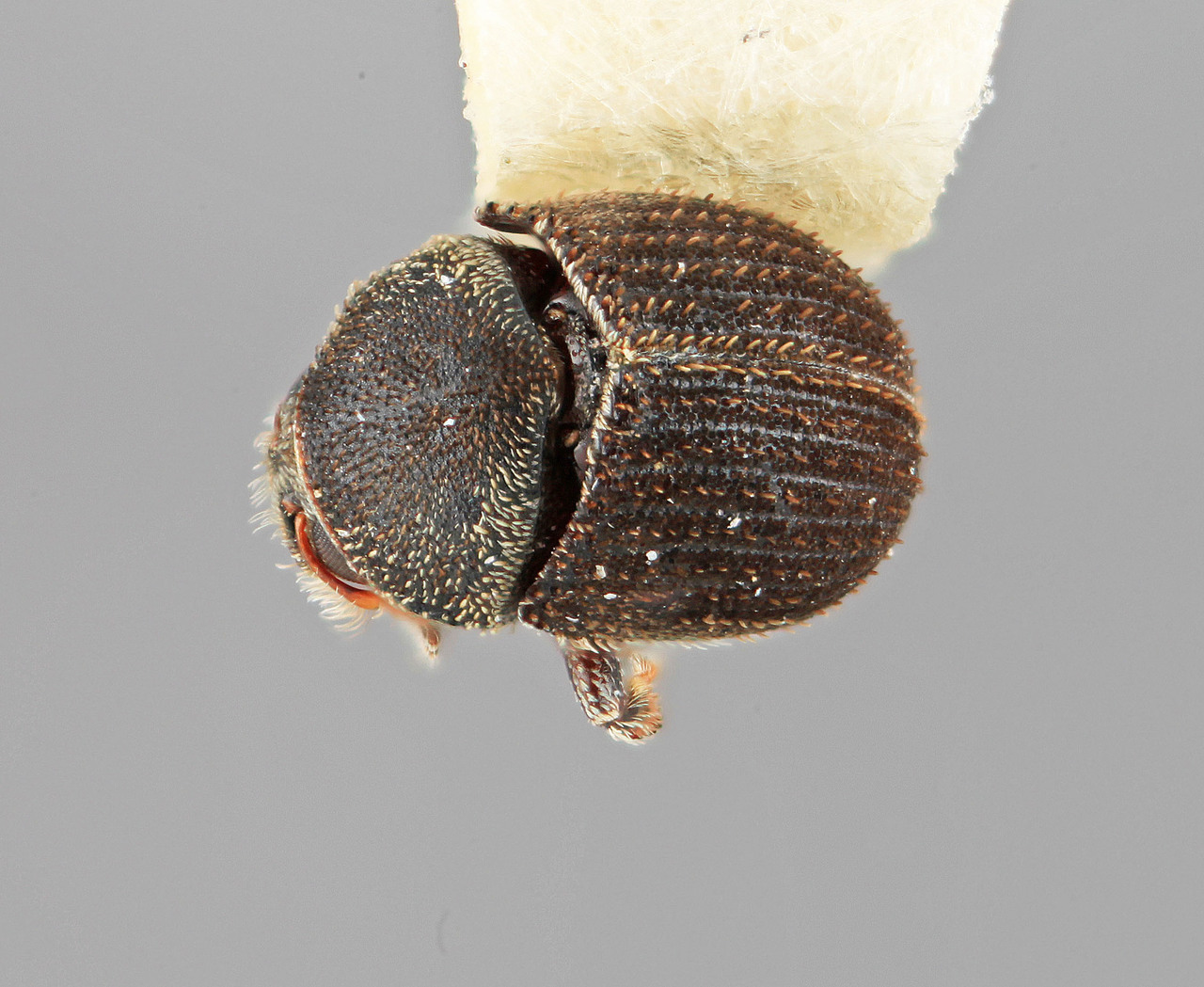 Genus / Species: Pseudochramesus jaliscoensis | Image Author: SM Smith | Location: México, Jalisco, Arroyo Careyes | Image Type: holotype | Collection: Entomology