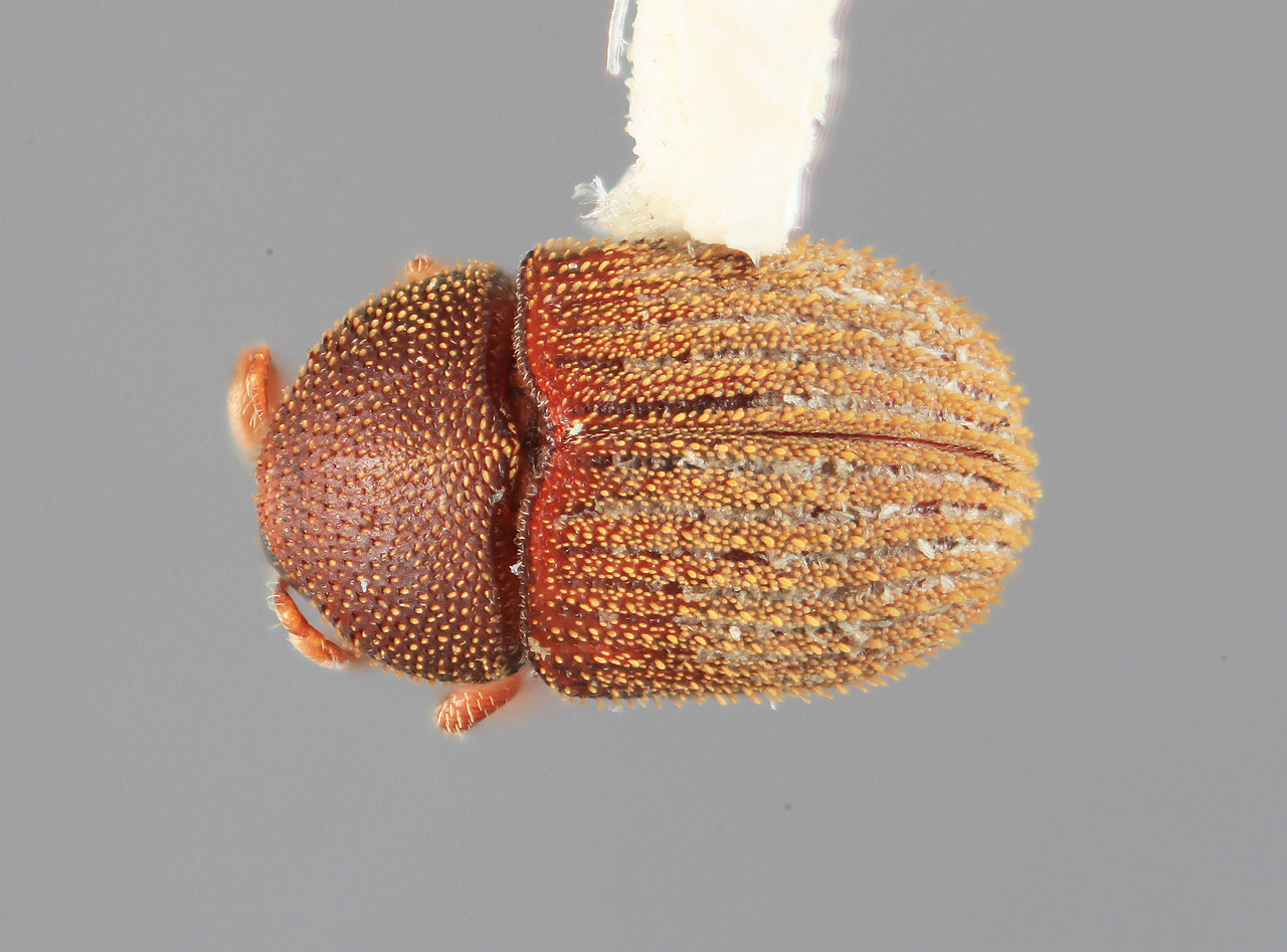Genus / Species: Chramesus acacicolens | Image Author: SM Smith | Location: Costa Rica, Guanacaste, Cañas, 4 km NW | Image Type: holotype | Collection: Entomology