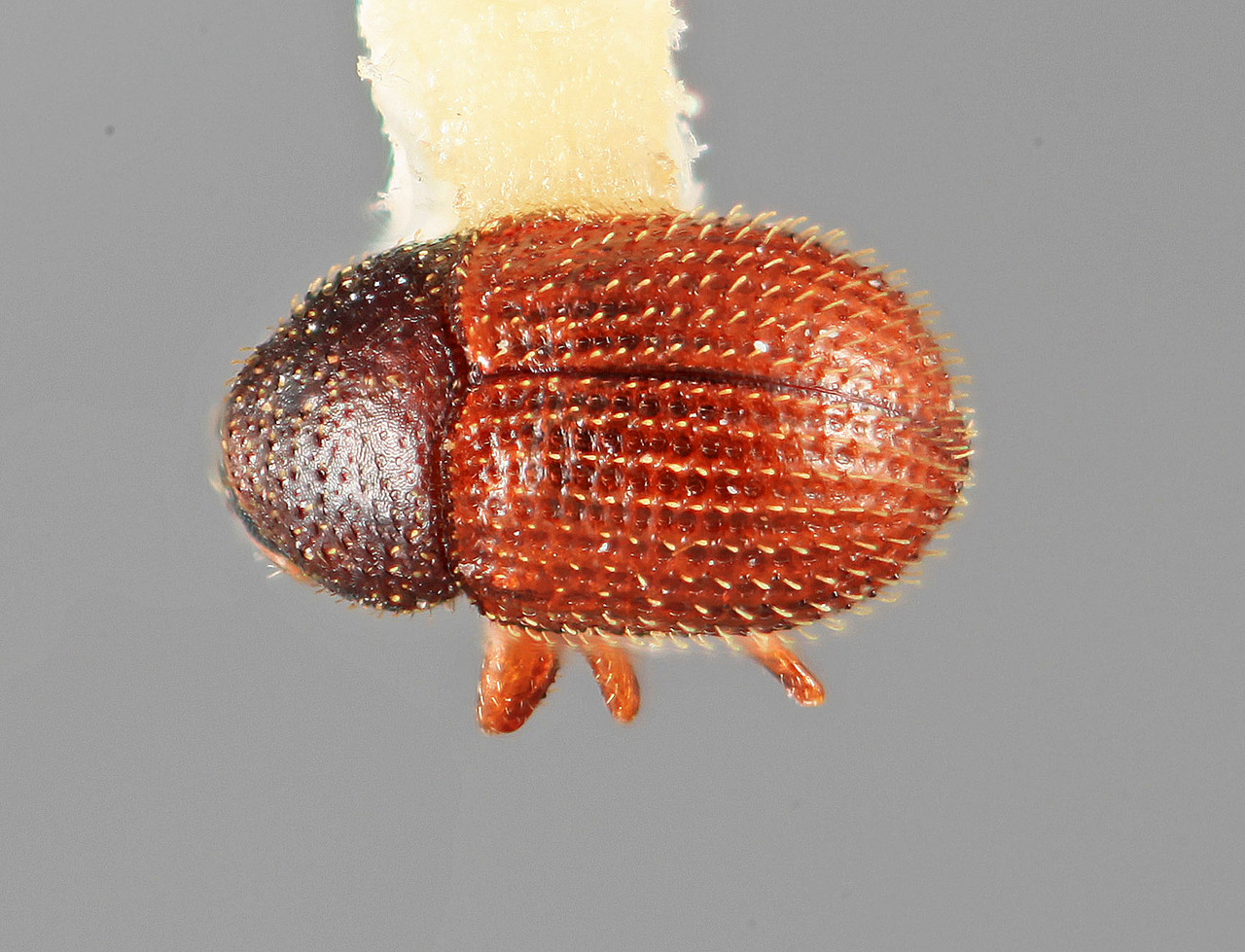 Genus / Species: Chramesus cecropiae | Image Author: SM Smith | Location: Costa Rica, Puntarenas, Rincón, 4 km SW | Image Type: holotype | Collection: Entomology