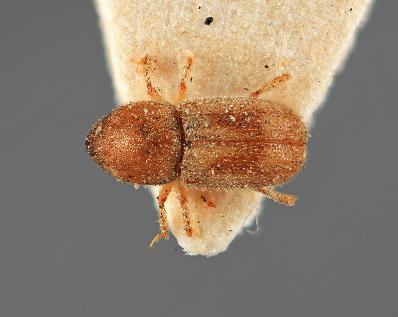 Genus / Species: Aphanarthrum indicum | Image Author: SM Smith | Location: India, Madhya Pradesh, Chiklada, Melghat | Image Type: holotype | Collection: Forest Research Institute