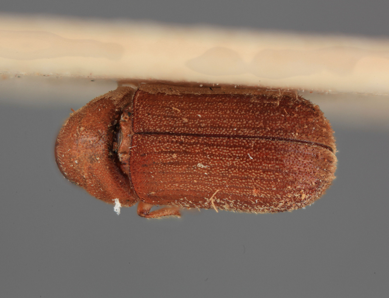 Genus / Species: Polygraphus kaimochii | Image Author: SM Smith | Location: Myanmar, Mehalkhali | Image Type: holotype | Collection: Forest Research Institute