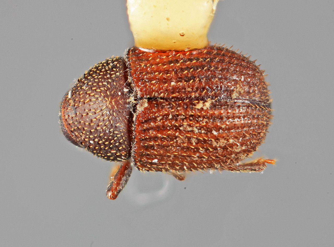 Genus / Species: Chramesus demissus | Image Author: SM Smith | Location: Guatemala, Escuintla, Volcán Pacaya | Image Type: holotype | Collection: Entomology