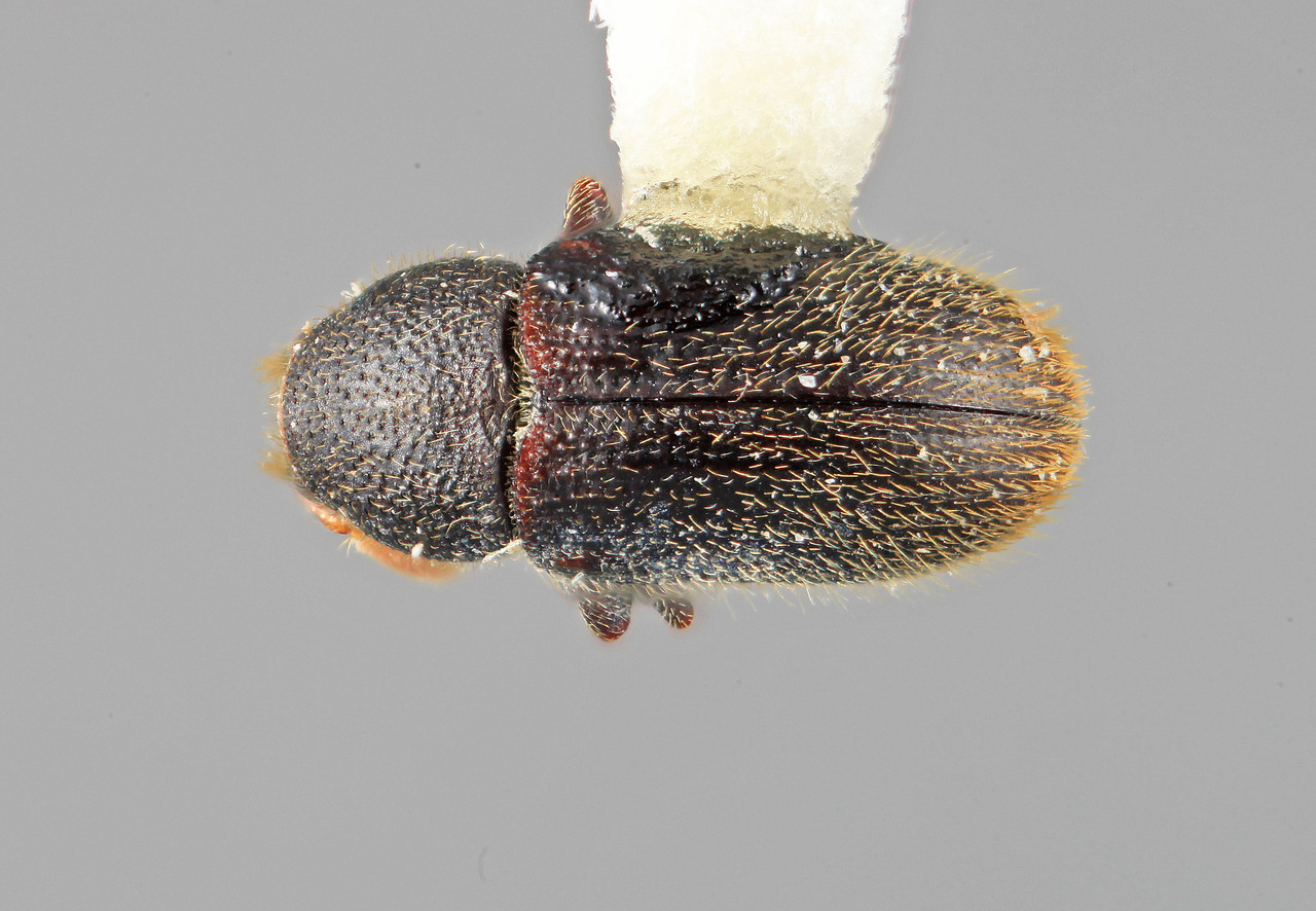 Genus / Species: Chramesus simplicis | Image Author: SM Smith | Location: Venezuela, Mérida, La Carbonera, 50 km NE Merida | Image Type: holotype | Collection: Entomology