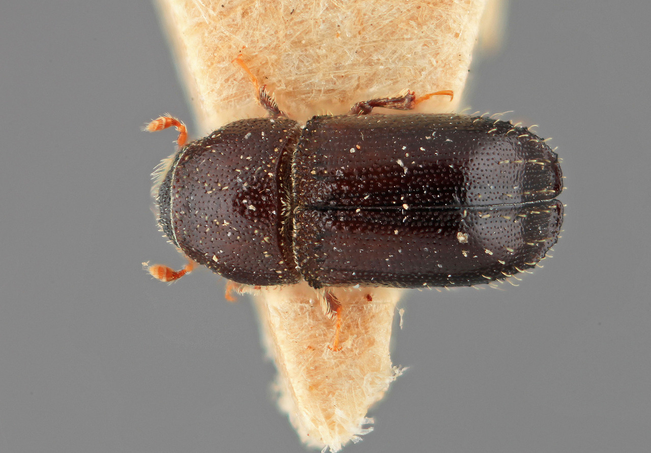 Genus / Species: Bothinodroctonus indicus | Image Author: SM Smith | Location: India, Maharashtra, Tavargati, Belgaum Div., Bombay | Image Type: holotype | Collection: Forest Research Institute