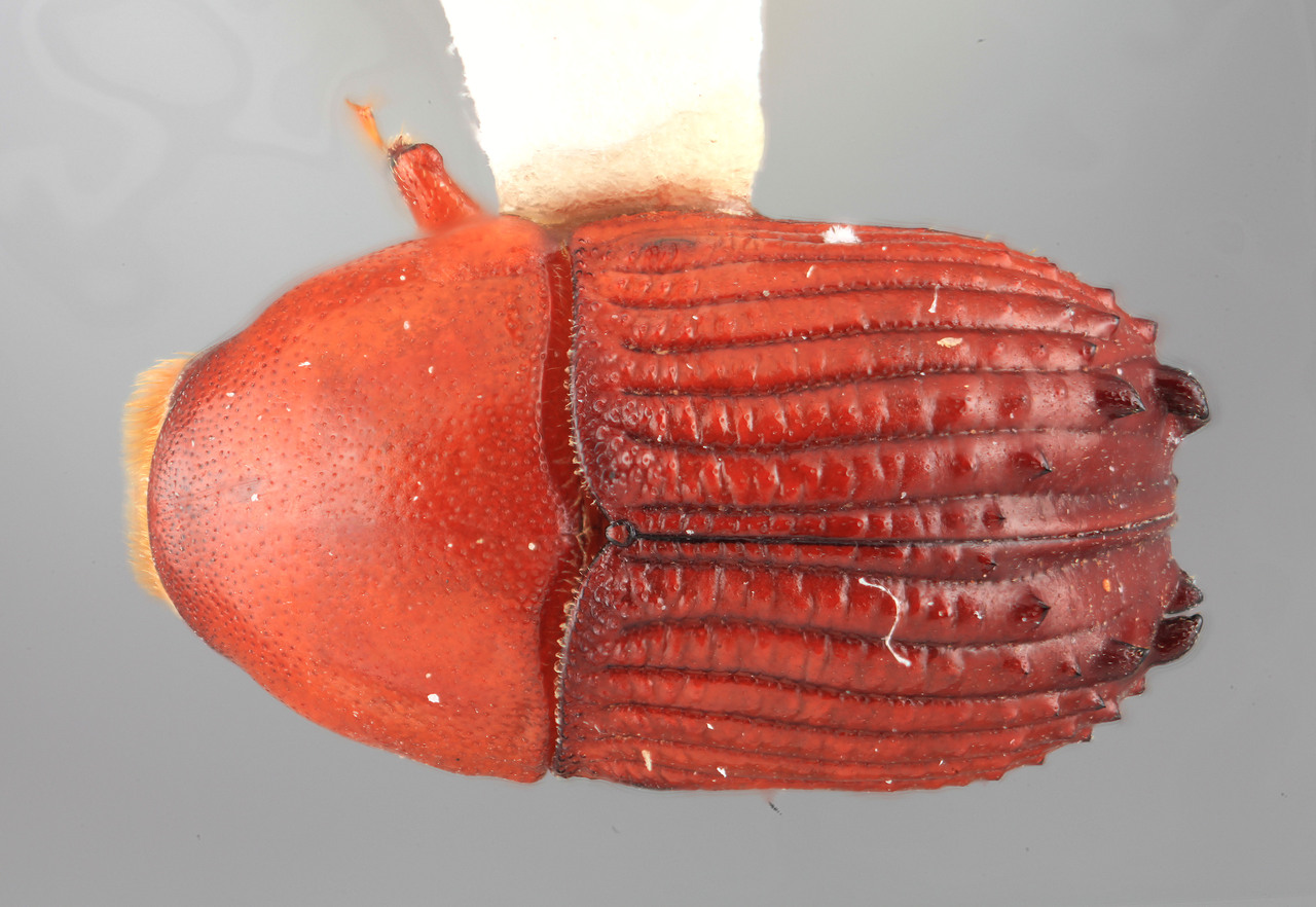 Genus / Species: Hyledius regalis | Image Author: SM Smith | Location: Sri Lanka, Weddagala, Rat. District | Image Type: holotype | Collection: Entomology