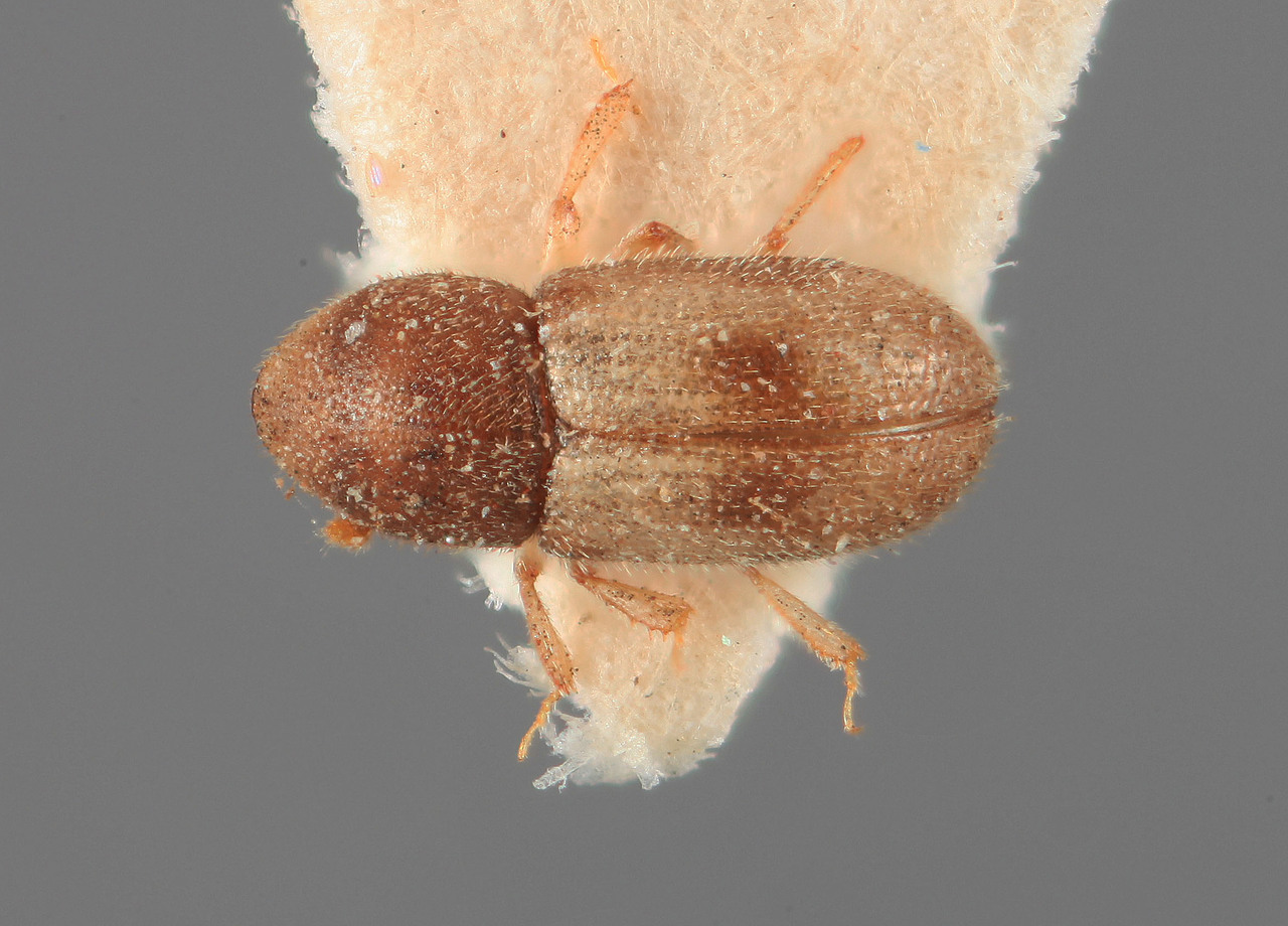 Genus / Species: Aphanarthrum royaleanum | Image Author: SM Smith | Location: India, Madhya Pradesh, Chiklada, Melghat | Image Type: holotype | Collection: Forest Research Institute