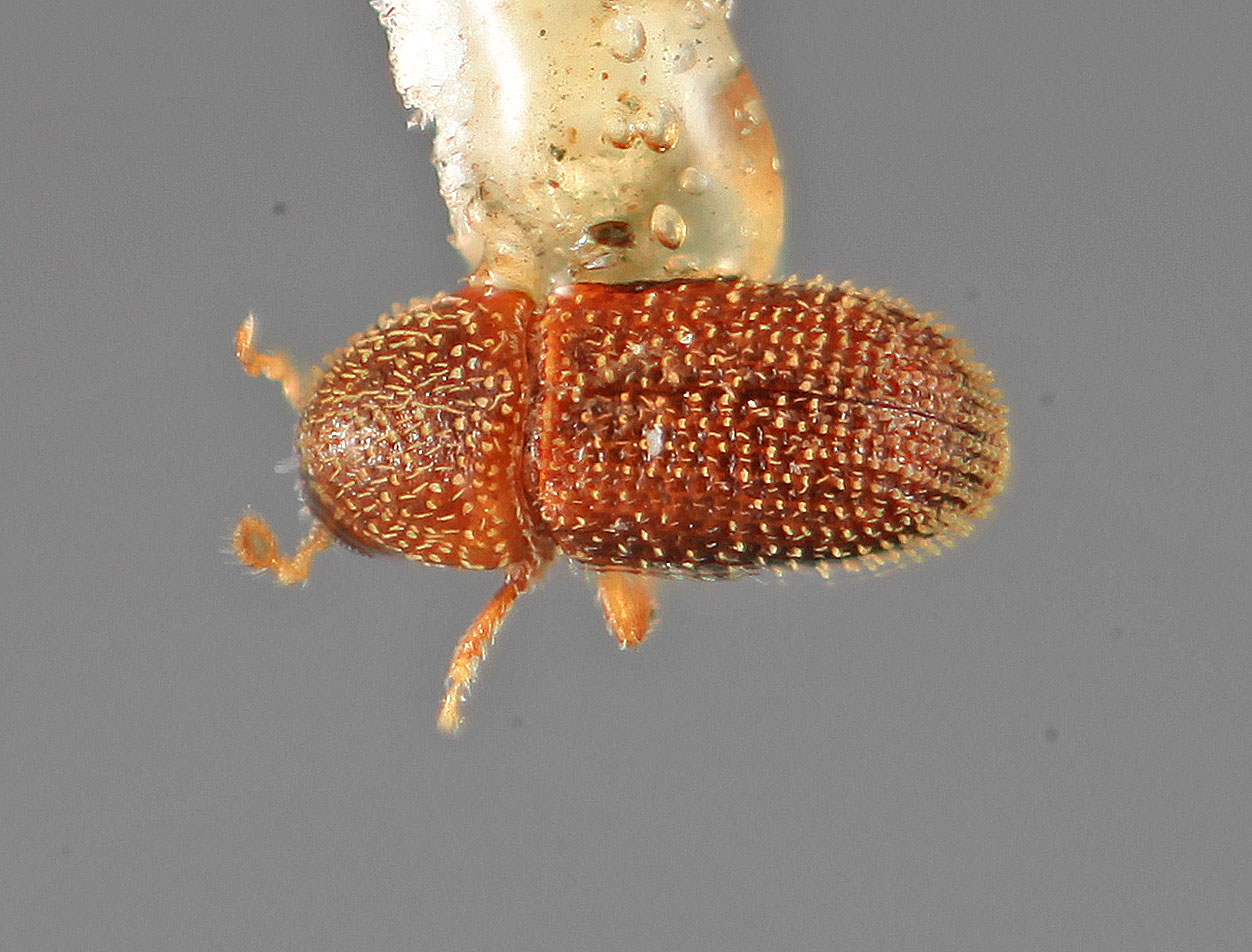 Genus / Species: Liparthrum cracentis | Image Author: SM Smith | Location: México, Oaxaca, Niltepec, 29 km W | Image Type: holotype | Collection: Entomology