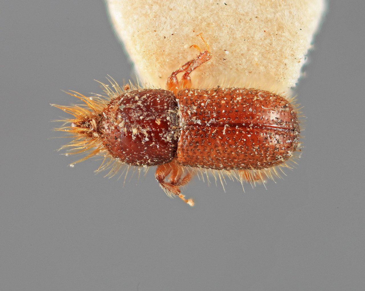 Genus / Species: Triotemnus pilicornis | Image Author: SM Smith | Location: India, Madhya Pradesh, Chiklada, Melghat | Image Type: holotype | Collection: Entomology