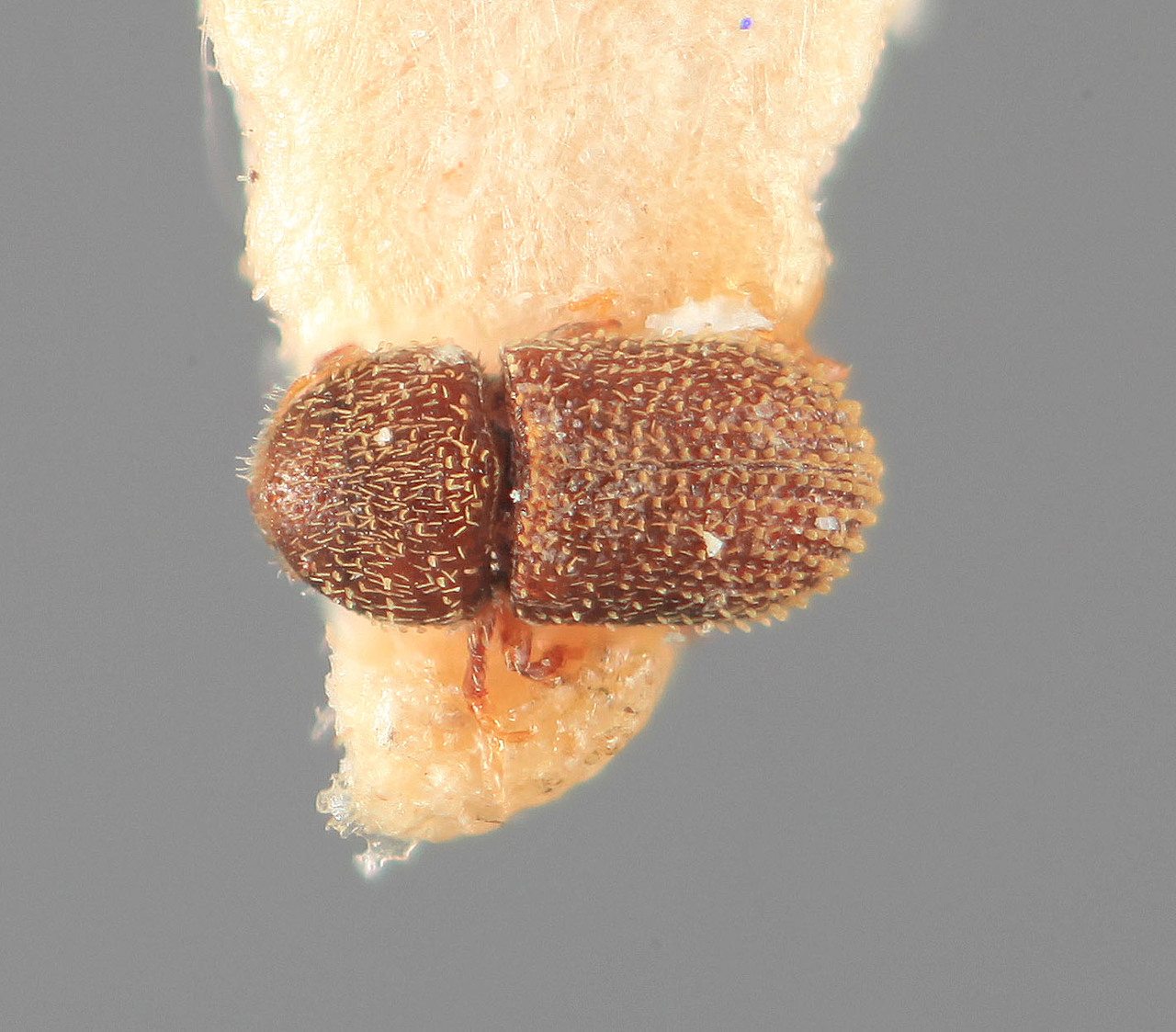 Genus / Species: Liparthrum artocarpus | Image Author: SM Smith | Location: India, Maharashtra, Hattikeri, S. Kanara Div., Bombay | Image Type: holotype | Collection: Forest Research Institute