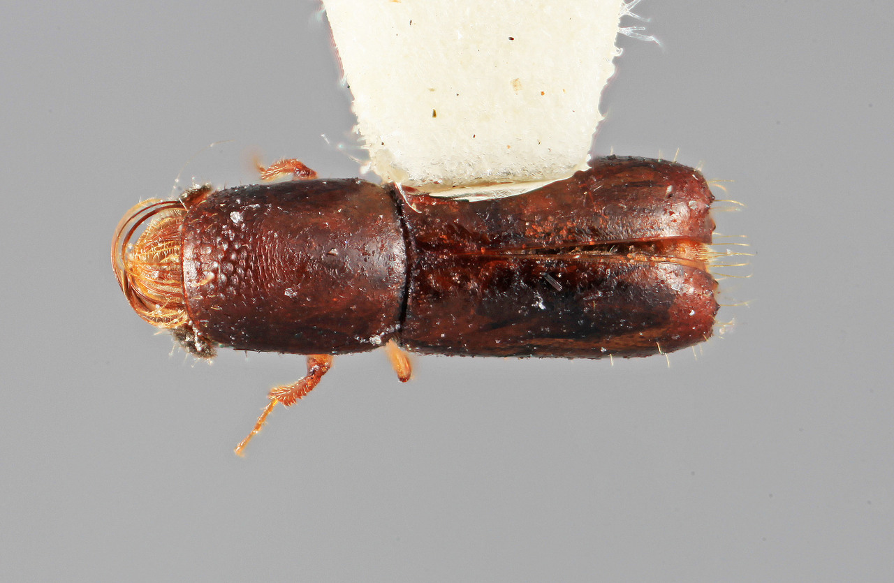 Genus / Species: Gnathotrupes kirkendalli | Image Author: SM Smith | Location: Costa Rica, San José, Zurqui de Moravia | Image Type: holotype | Collection: Entomology