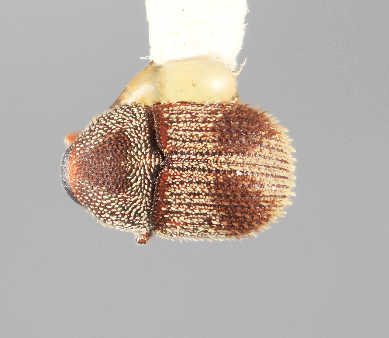 Genus / Species: Chramesus bicolor | Image Author: SM Smith | Location: Honduras, Cortés, La Lima | Image Type: holotype | Collection: Entomology