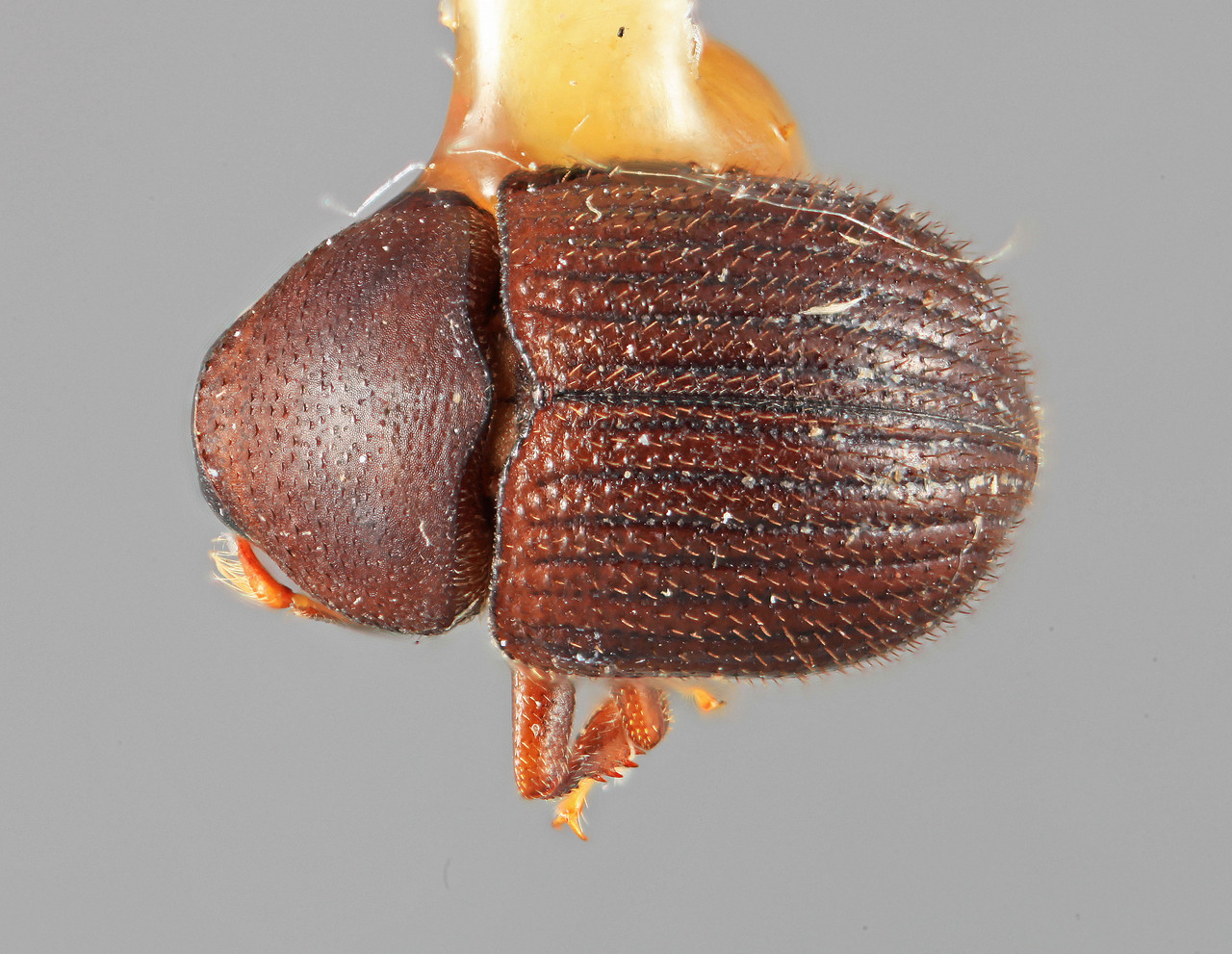 Genus / Species: Chramesus ingens | Image Author: SM Smith | Location: Costa Rica, Cartago, Tapanti | Image Type: holotype | Collection: Entomology