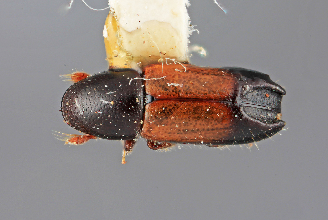 Genus / Species: Tricolus inaffectus | Image Author: SM Smith | Location: Costa Rica, Heredia, Volcan Poas | Image Type: holotype | Collection: Entomology