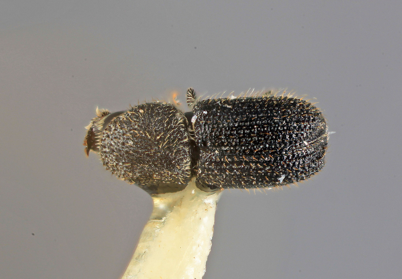 Genus / Species: Cactopinus carinatus | Image Author: SM Smith | Location: México, Hidalgo, Ixmiquilpan, 26 km N  | Image Type: holotype | Collection: Entomology