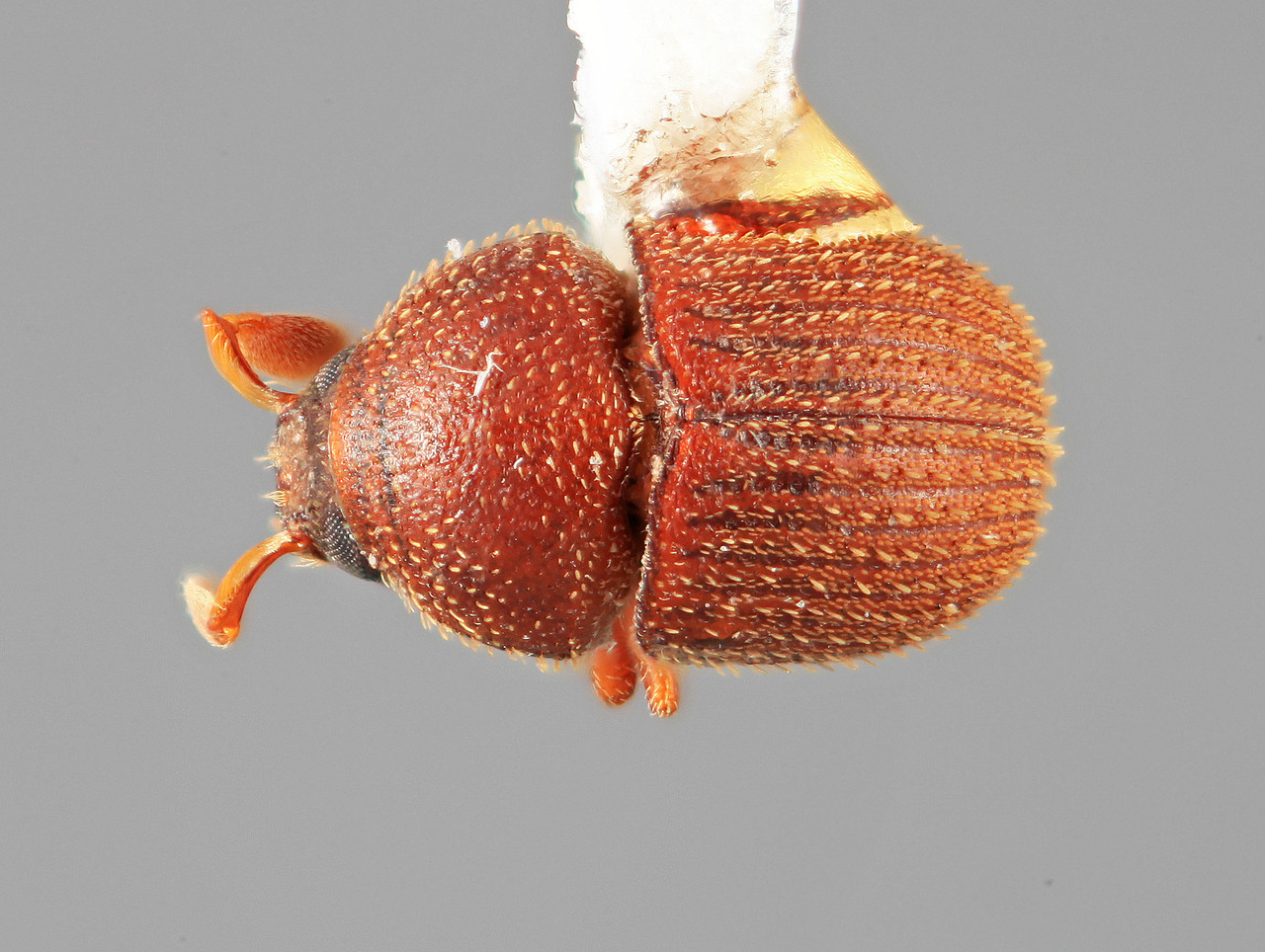 Genus / Species: Chramesus solicitatus | Image Author: SM Smith | Location: Venezuela, Bolivar, El Palmar, 30 km E | Image Type: holotype | Collection: Entomology