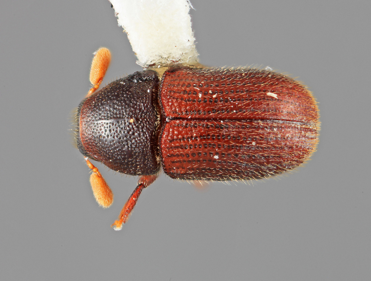 Genus / Species: Chramesus macrocornis | Image Author: SM Smith | Location: Venezuela, Mérida, Mérida | Image Type: holotype | Collection: Entomology
