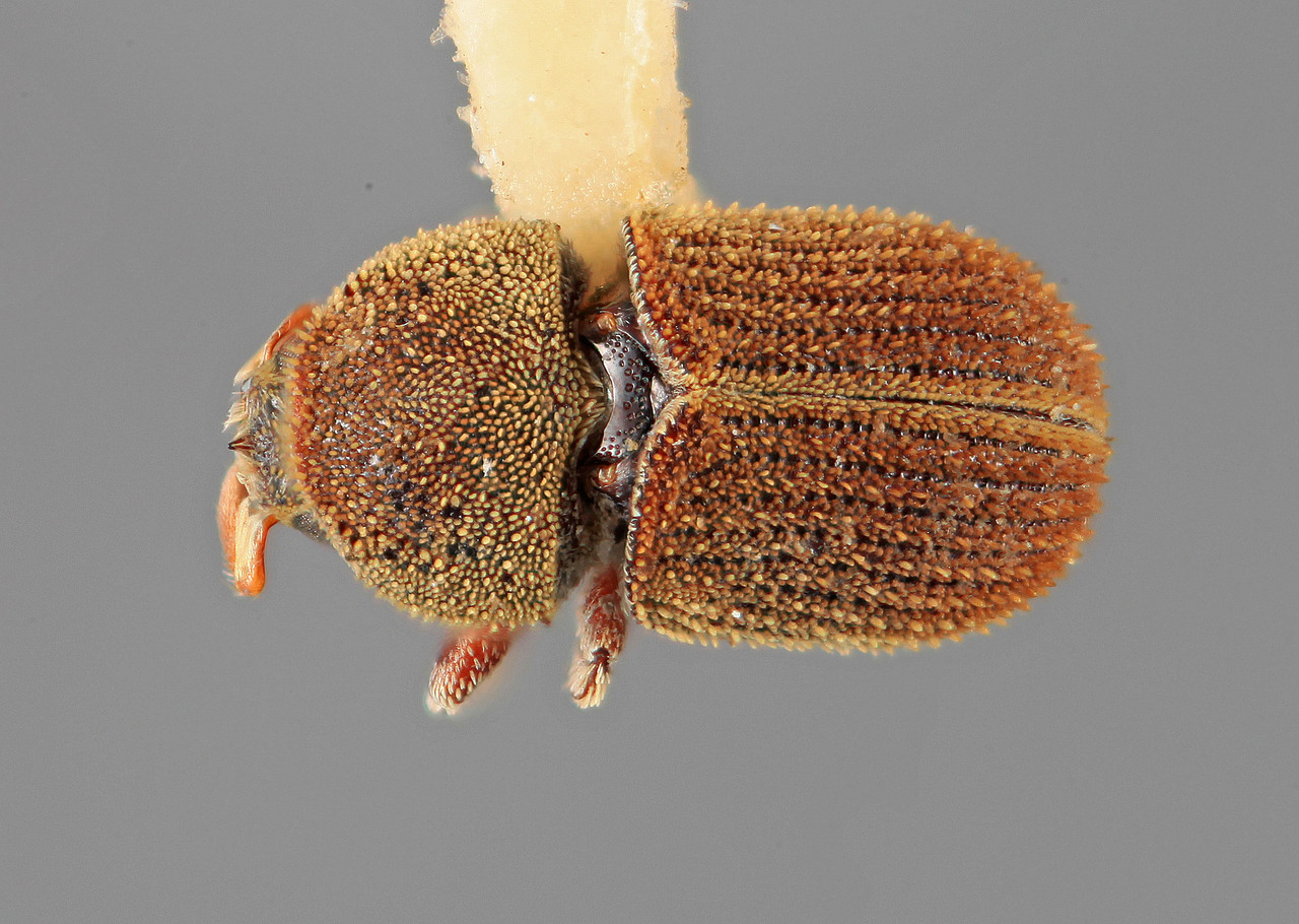 Genus / Species: Chramesus secus | Image Author: SM Smith | Location: México, Nayarit, Laguna Sta. Maria | Image Type: holotype | Collection: Entomology