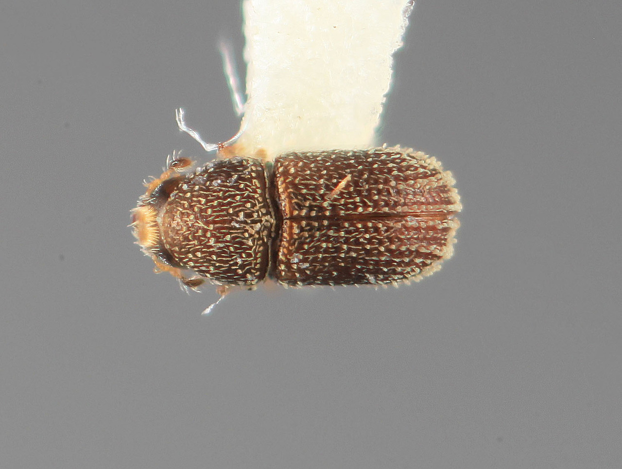 Genus / Species: Liparthrum meridensis | Image Author: SM Smith | Location: Venezuela, Mérida, Lagunillas, 3 km E | Image Type: holotype | Collection: Entomology