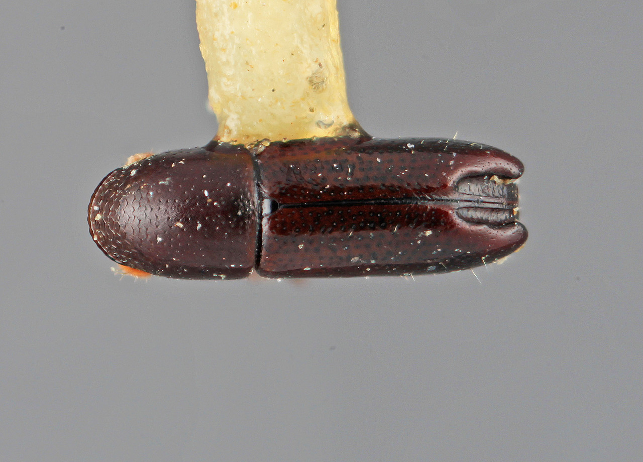 Genus / Species: Tricolus inornatus | Image Author: SM Smith | Location: Costa Rica, Cartago, Cartago, 15 km SE | Image Type: holotype | Collection: Entomology