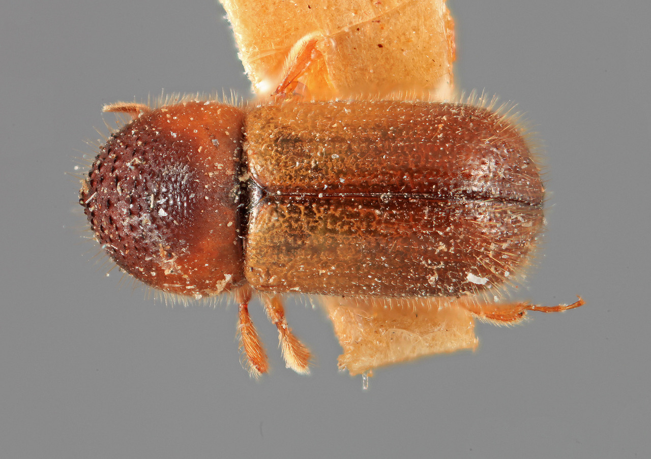 Genus / Species: Indocryphalus machili | Image Author: SM Smith | Location: India, Uttar Pradesh, Ramgarh, Naini Tal | Image Type: holotype | Collection: Entomology