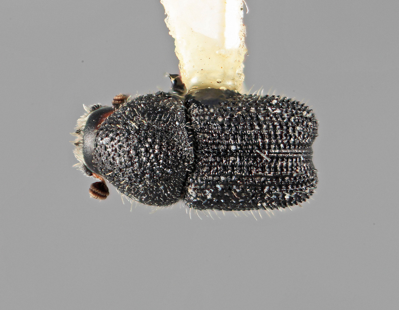 Genus / Species: Cactopinus microcornis | Image Author: SM Smith | Location: México, Oaxaca, Huajuapan, 10 km S | Image Type: holotype | Collection: Entomology