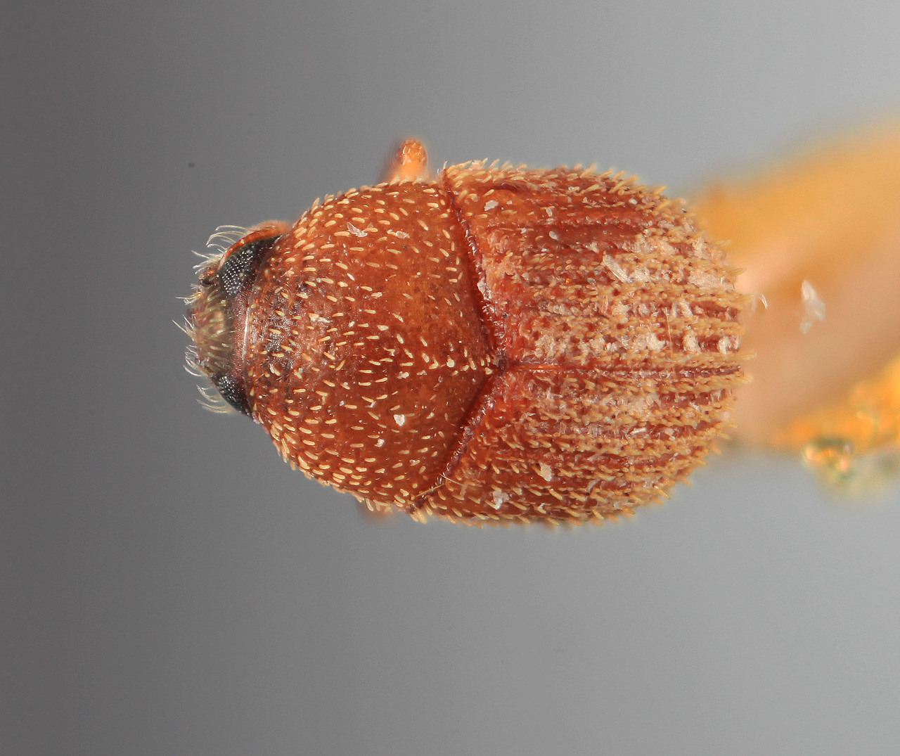 Genus / Species: Chramesus luteus | Image Author: SM Smith | Location: Colombia, unknown, Colombia (country / region) | Image Type: holotype | Collection: Entomology