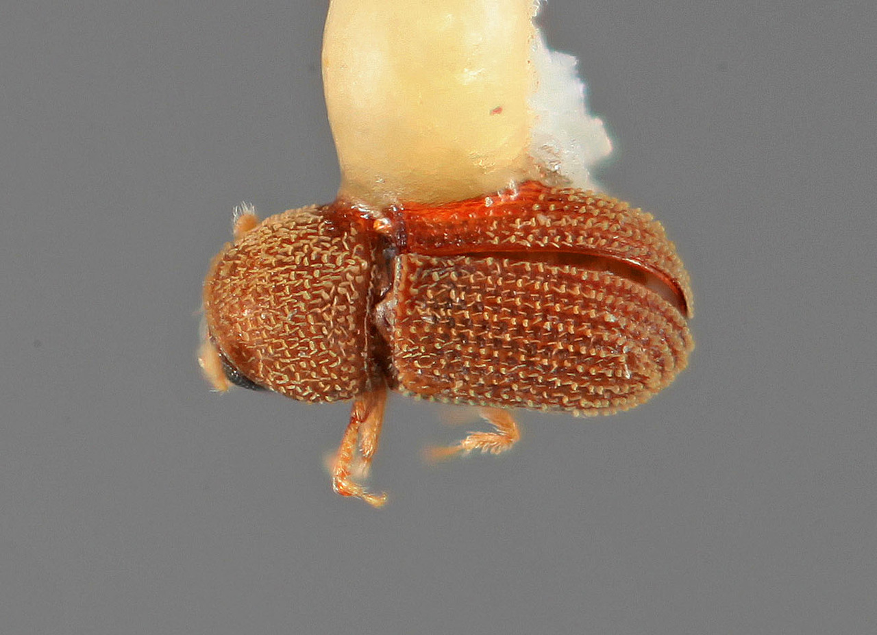 Genus / Species: Liparthrum americanum | Image Author: SM Smith | Location: Costa Rica, Guanacaste, Lower Río Tempisque | Image Type: holotype | Collection: Entomology