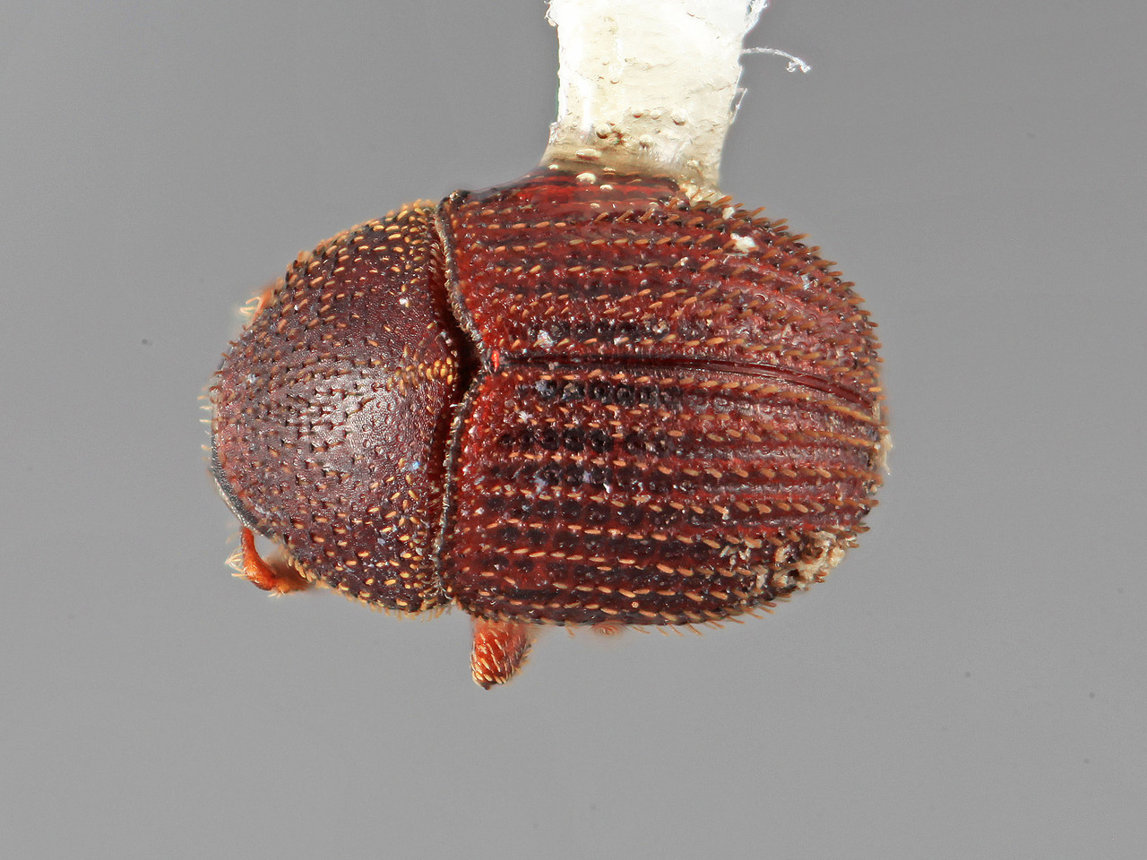 Genus / Species: Chramesus impolitus | Image Author: SM Smith | Location: Venezuela, Bolivar, El Palmar, 30 km E | Image Type: holotype | Collection: Entomology
