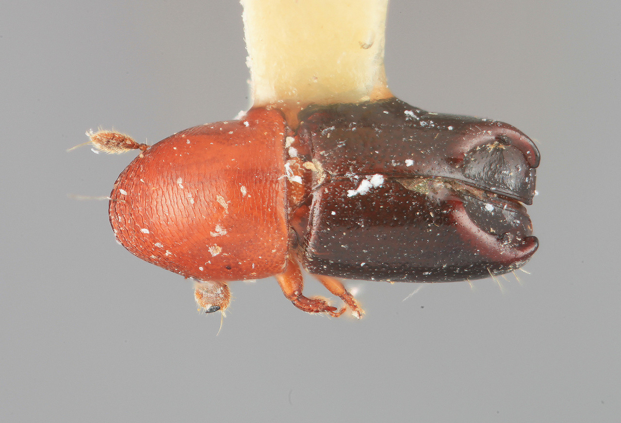Genus / Species: Tricolus rufithorax | Image Author: SM Smith | Location: Costa Rica, Puntarenas, Finca Gromaco on Rio Coto Brus | Image Type: holotype | Collection: Entomology