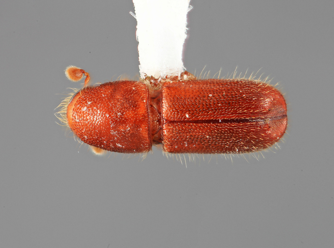 Genus / Species: Acanthotomicus ocularis | Image Author: SM Smith | Location: Colombia, Valle del Cauca, Colonia, 8 km S | Image Type: holotype | Collection: Entomology