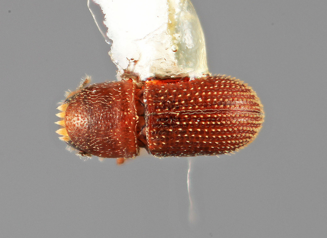 Genus / Species: Liparthrum carapae | Image Author: SM Smith | Location: Venezuela, Bolivar, El Palmar, 30 km E | Image Type: holotype | Collection: Entomology