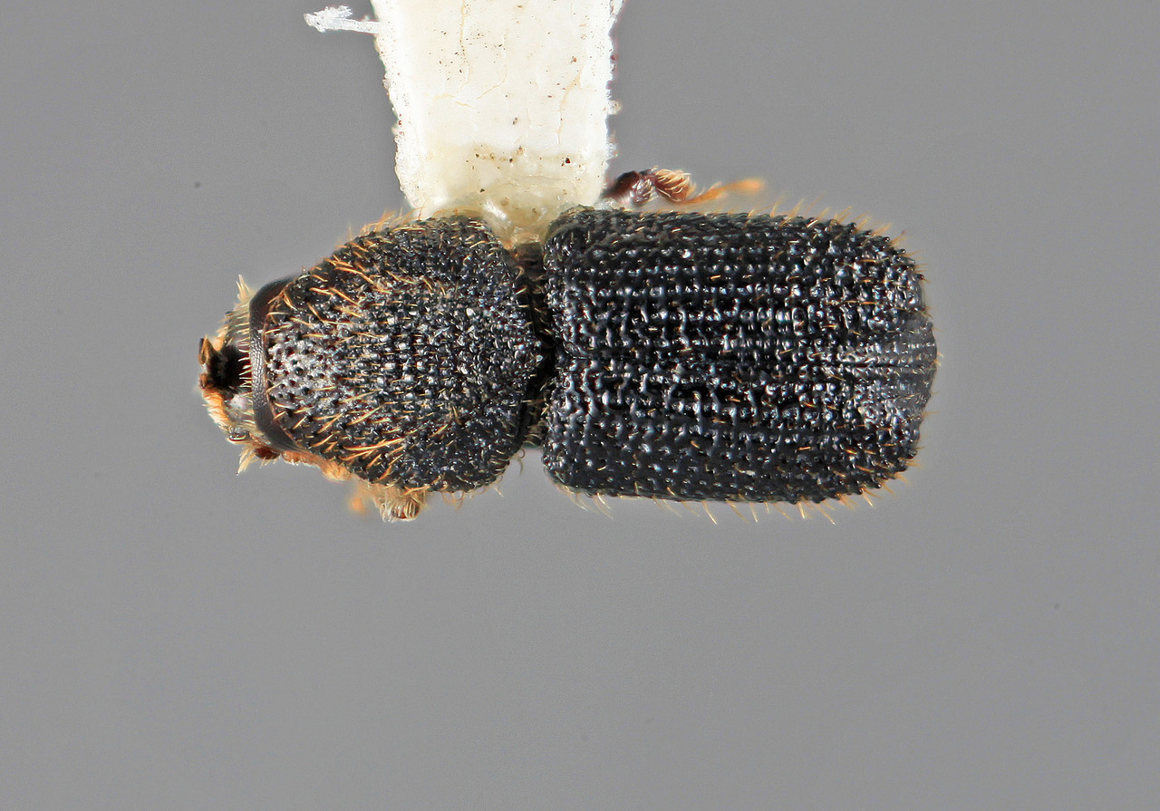 Genus / Species: Cactopinus niger | Image Author: SM Smith | Location: México, Oaxaca, Huajuapan, 32 km S | Image Type: holotype | Collection: Entomology