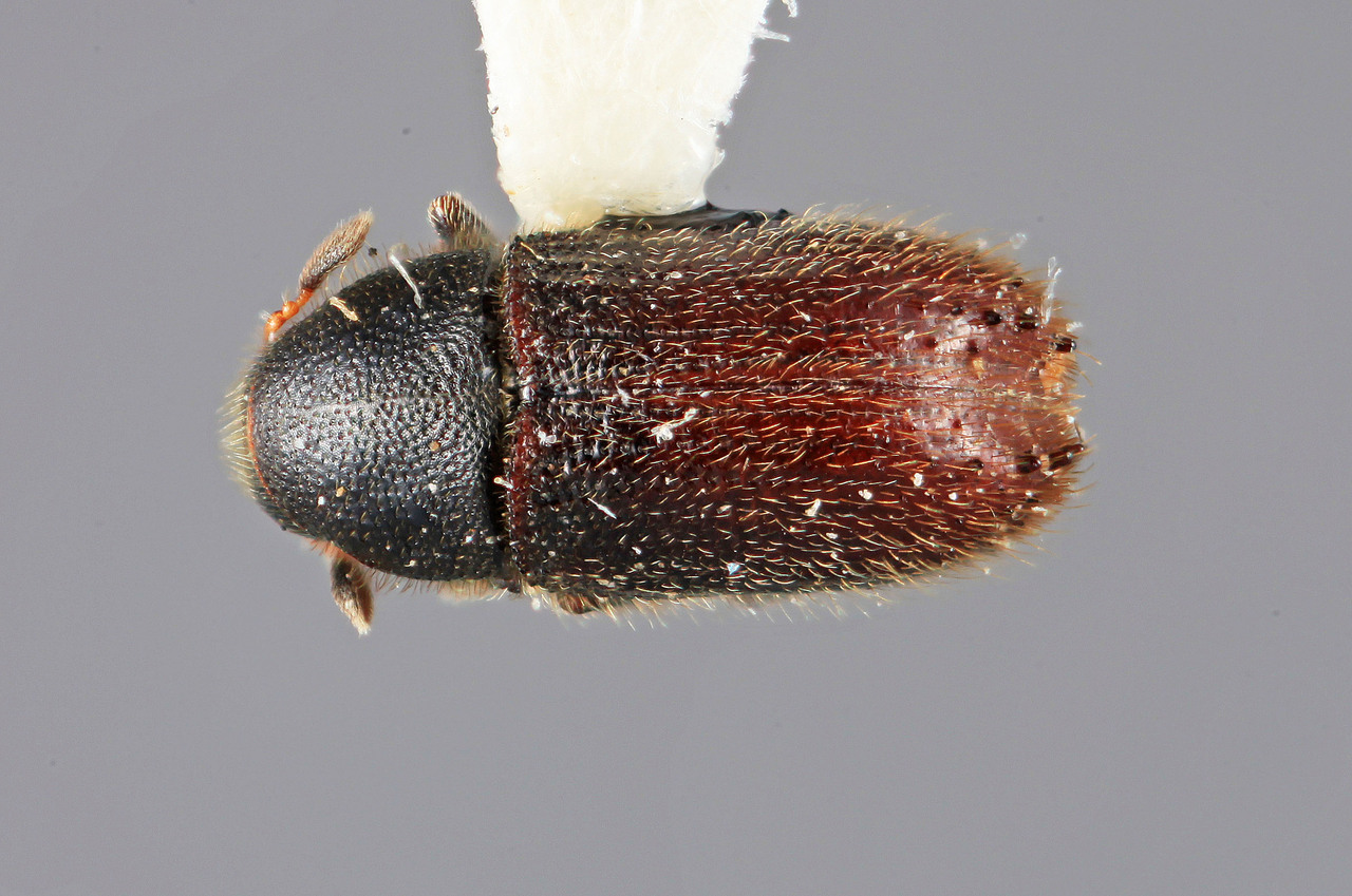 Genus / Species: Chramesus dentellus | Image Author: SM Smith | Location: Ecuador, Tungurahua, Baños | Image Type: holotype | Collection: Entomology