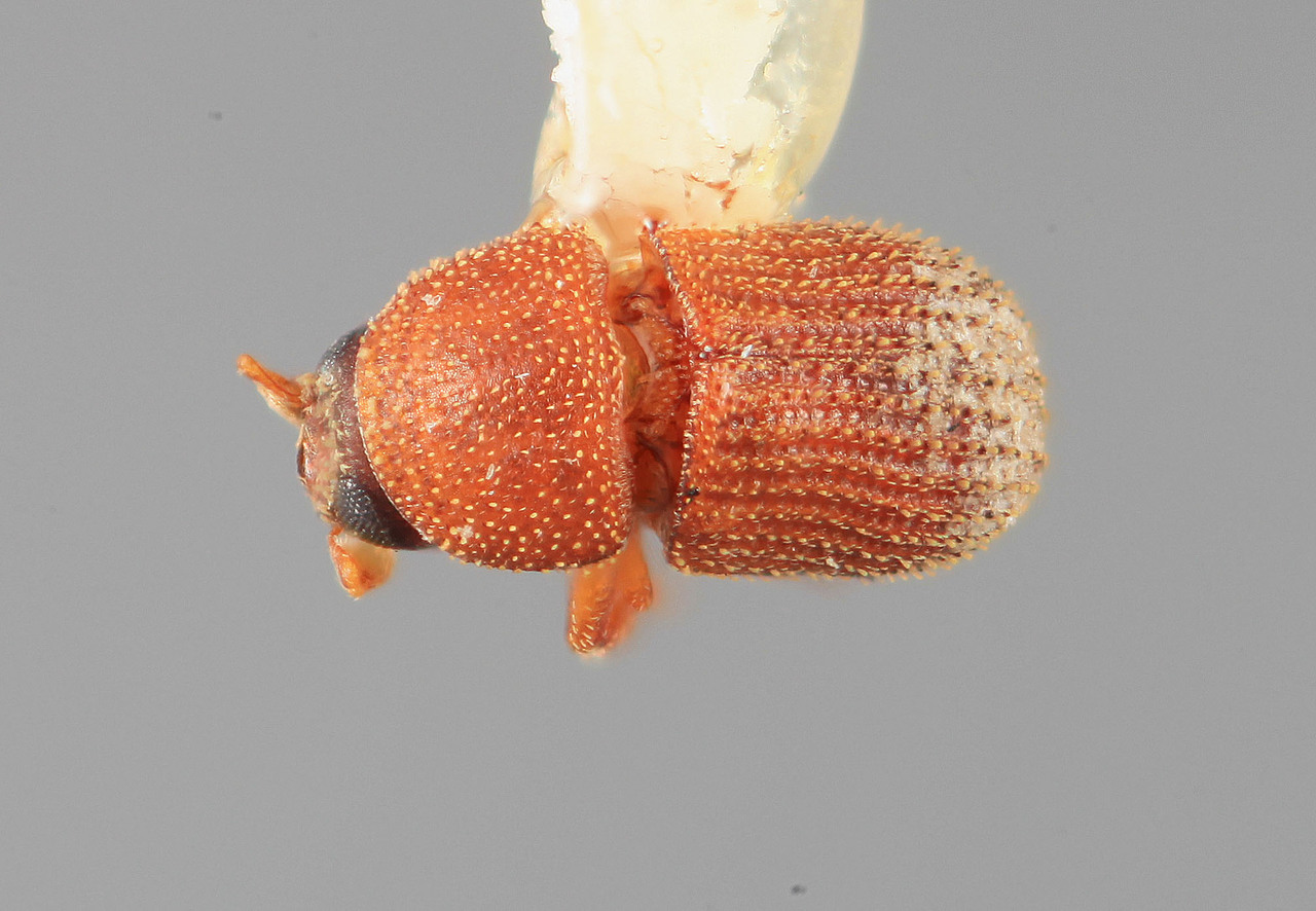 Genus / Species: Chramesus denticulatus | Image Author: SM Smith | Location: Venezuela, Mérida, El Vigía, 20 km SW | Image Type: holotype | Collection: Entomology