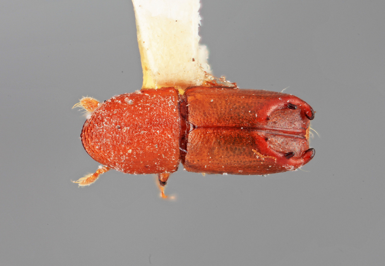Genus / Species: Tricolus badius | Image Author: SM Smith | Location: Costa Rica, Limón, Pandora | Image Type: holotype | Collection: Entomology