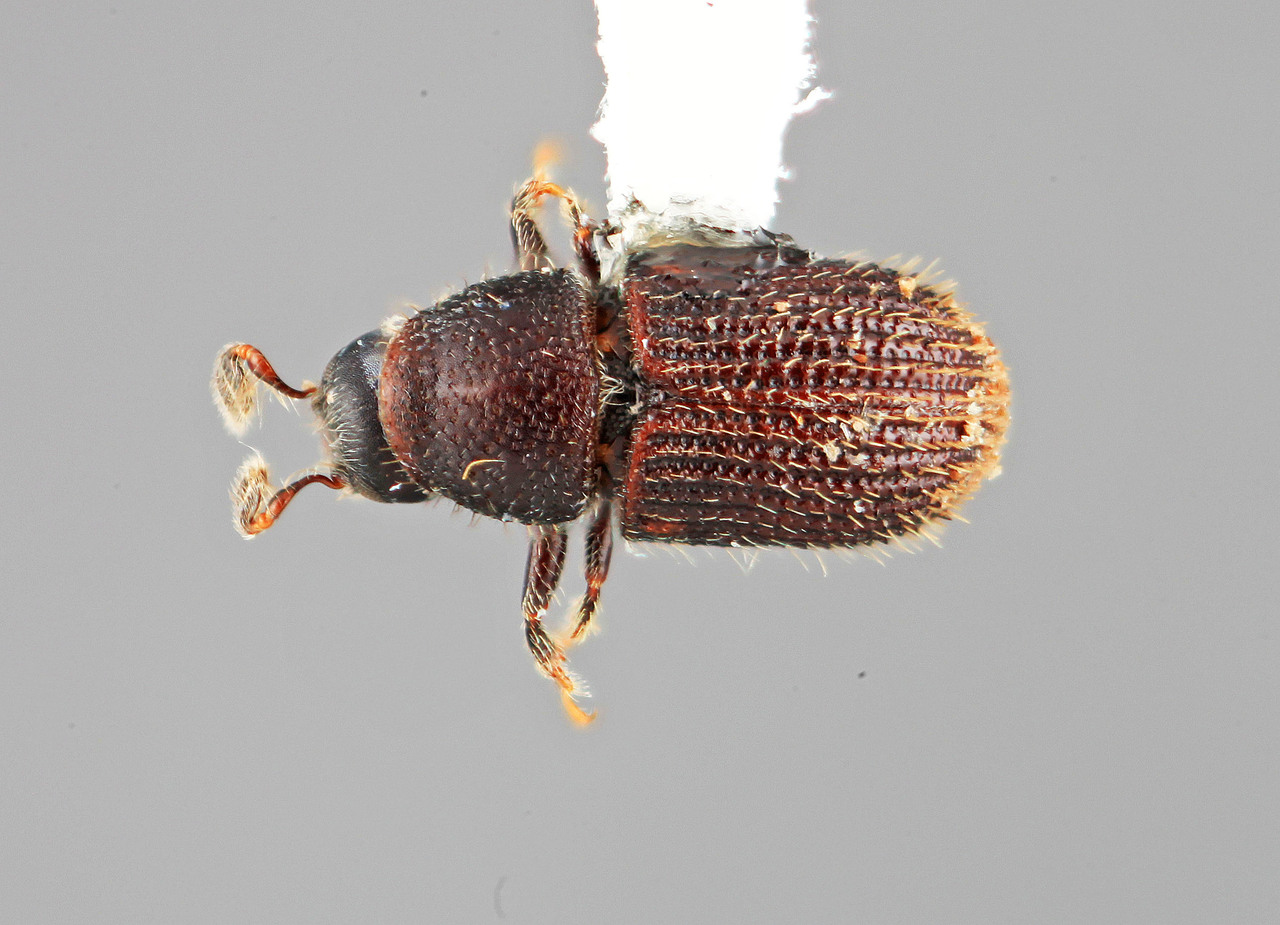 Genus / Species: Phloeotribus nitidicollis | Image Author: SM Smith | Location: Colombia, Antioquía, Piedras Blancas, 10 km E Medellin | Image Type: holotype | Collection: Entomology