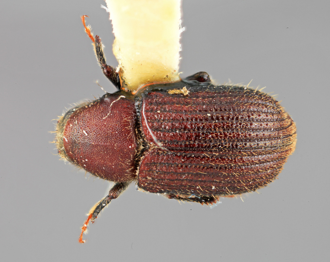 Genus / Species: Phloeotribus atavus | Image Author: SM Smith | Location: Costa Rica, Alajuela, Laguna Volcan Poas | Image Type: holotype | Collection: Entomology
