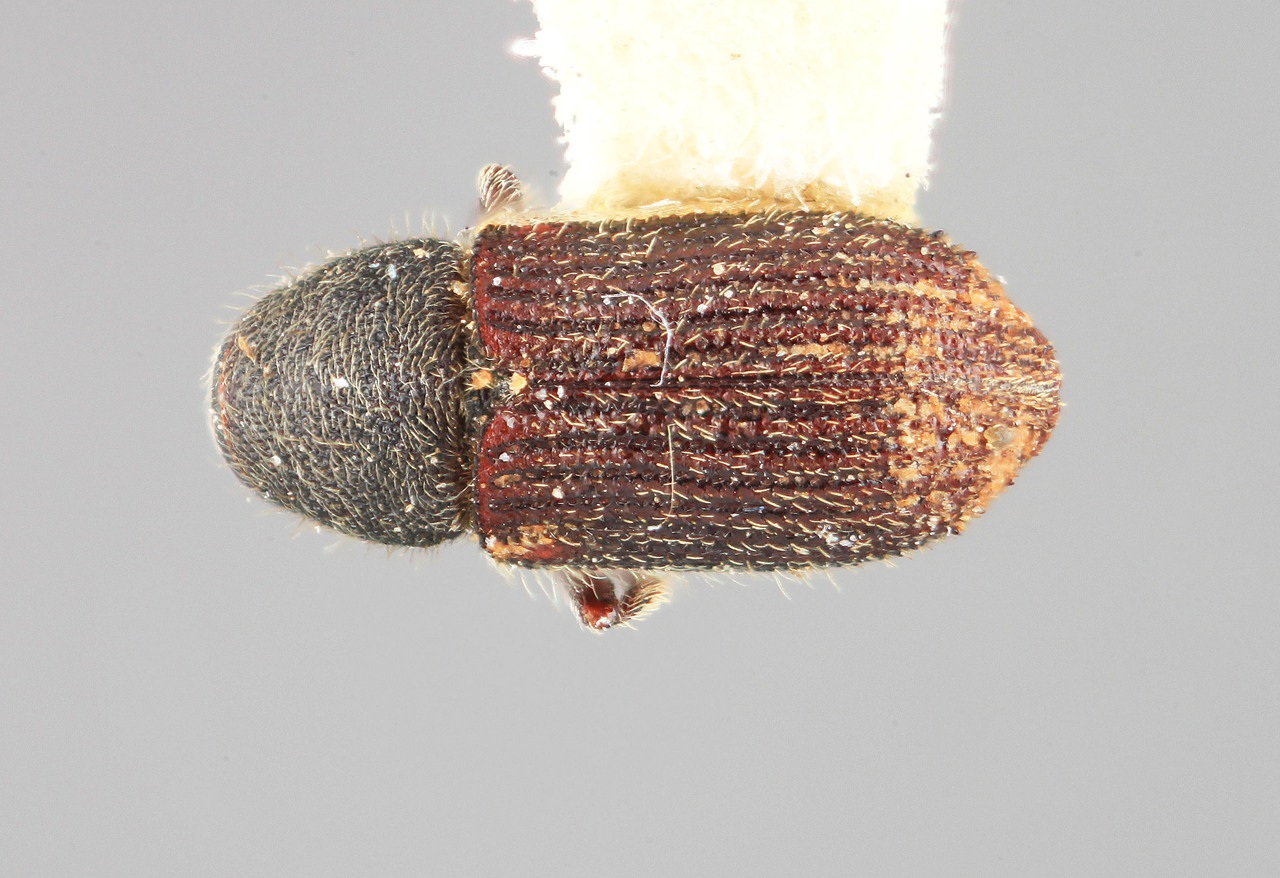 Genus / Species: Phloeotribus woytkowskii | Image Author: SM Smith | Location: Perú, Amazonas, Chachapoyas | Image Type: holotype | Collection: Entomology