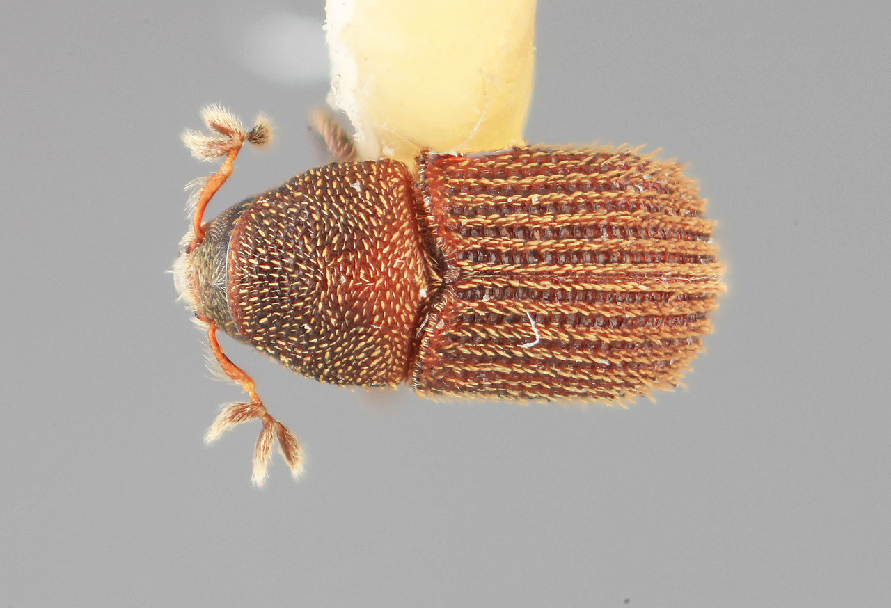 Genus / Species: Phloeotribus hystrix | Image Author: SM Smith | Location: Costa Rica, San José, Rio Damitas | Image Type: holotype | Collection: Entomology