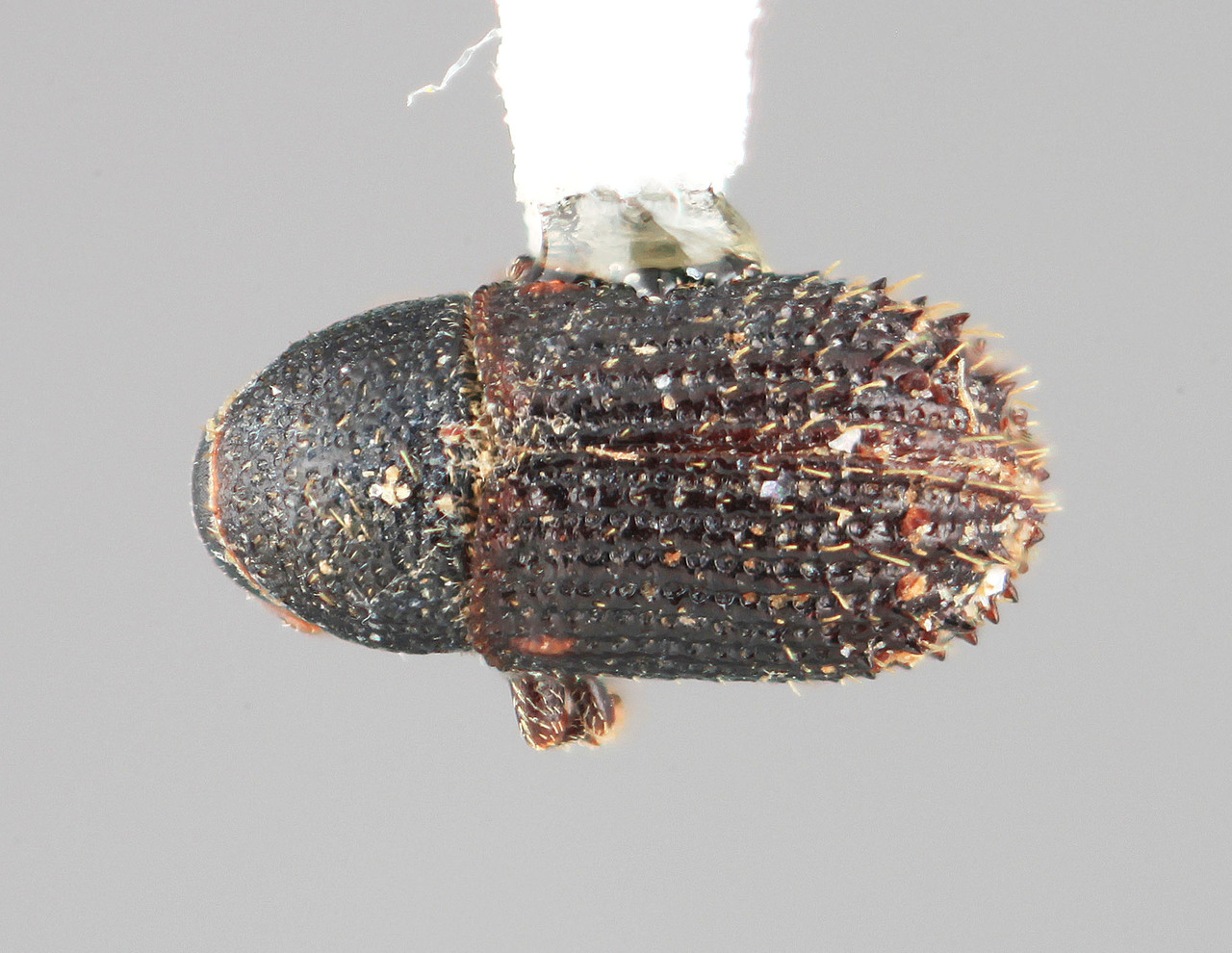 Genus / Species: Phloeotribus fici | Image Author: SM Smith | Location: Venezuela, Mérida, Mérida | Image Type: holotype | Collection: Entomology
