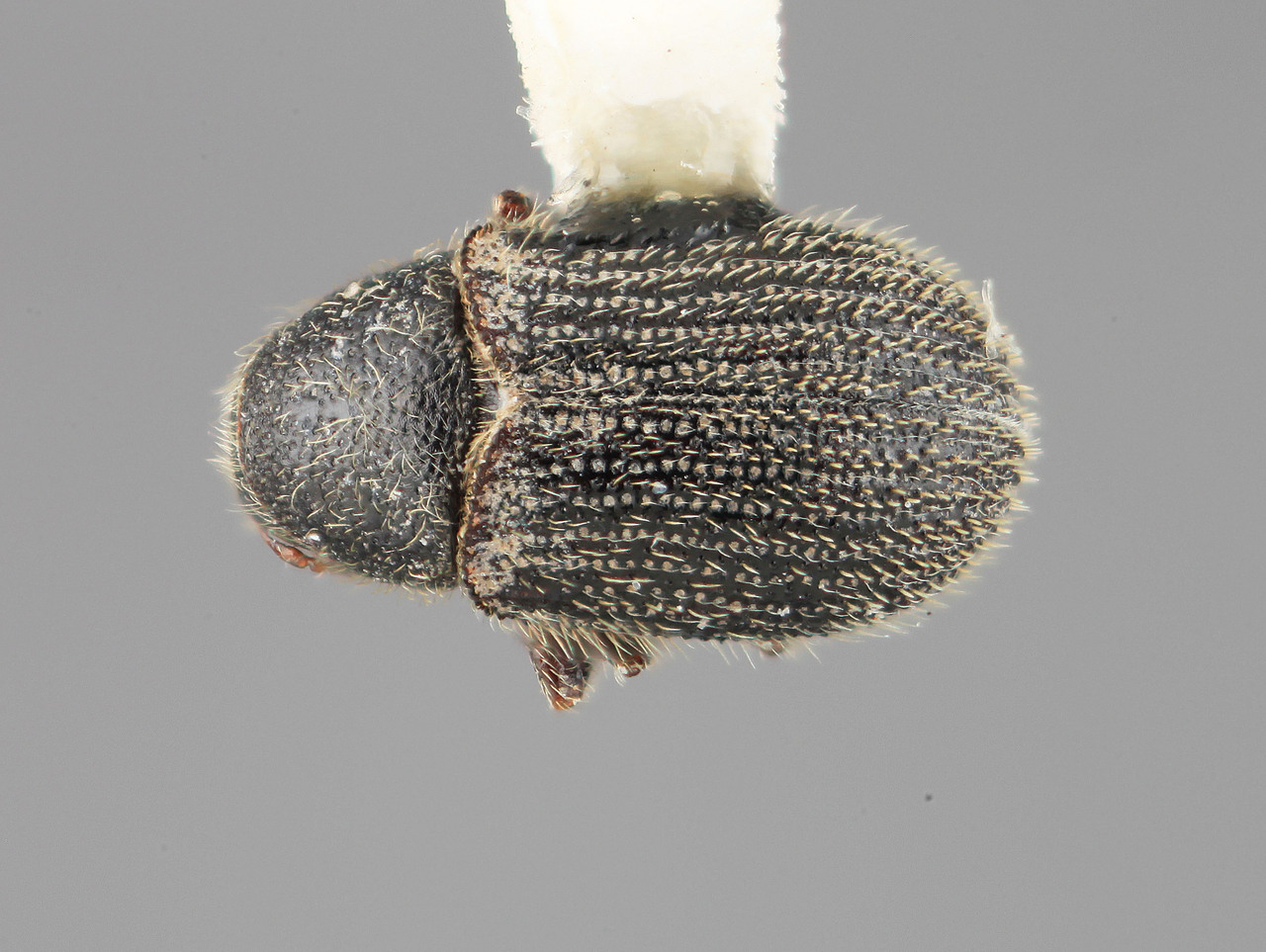Genus / Species: Phloeotribus quercinus | Image Author: SM Smith | Location: México, Hidalgo, Pachuca, 16 km (10 mi) E | Image Type: holotype | Collection: Entomology