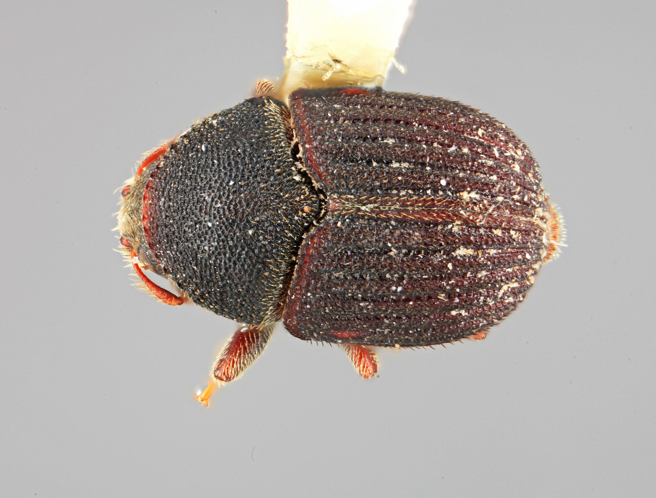 Genus / Species: Phloeotribus furvus | Image Author: SM Smith | Location: Costa Rica, Cartago, Turrialba | Image Type: holotype | Collection: Entomology