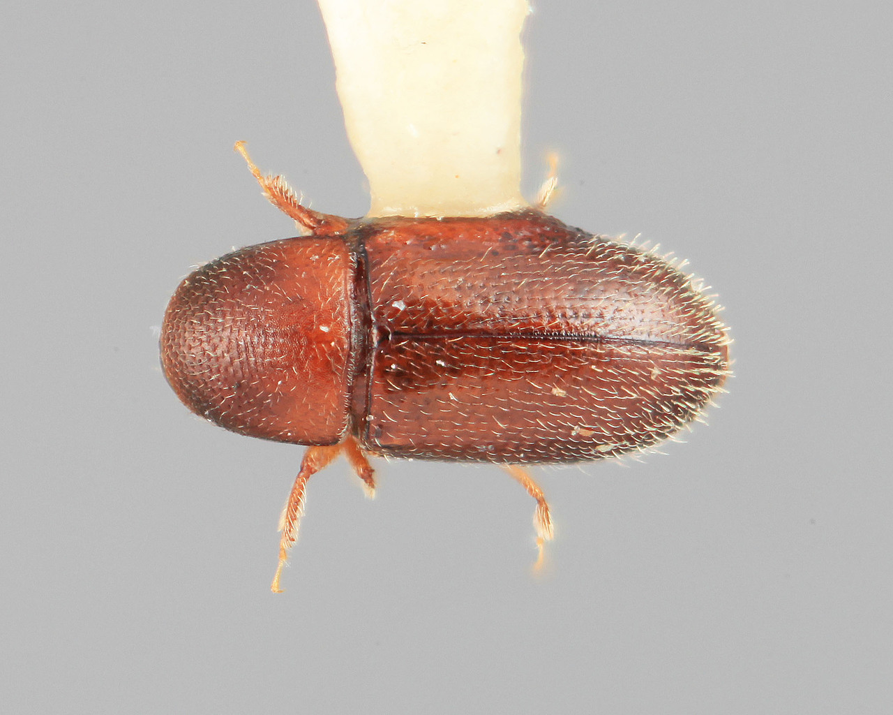 Genus / Species: Scolytodes erineophilus | Image Author: SM Smith | Location: Costa Rica, Cartago, Tapanti | Image Type: holotype | Collection: Entomology