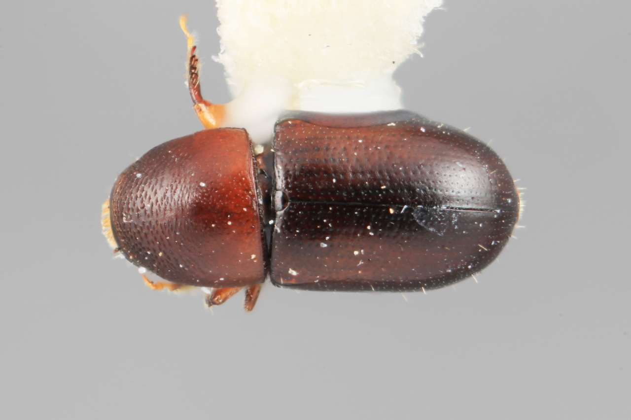 Genus / Species: Scolytodes retifer | Image Author: SM Smith | Location: México, Morelos, El Texcal | Image Type: holotype | Collection: Entomology