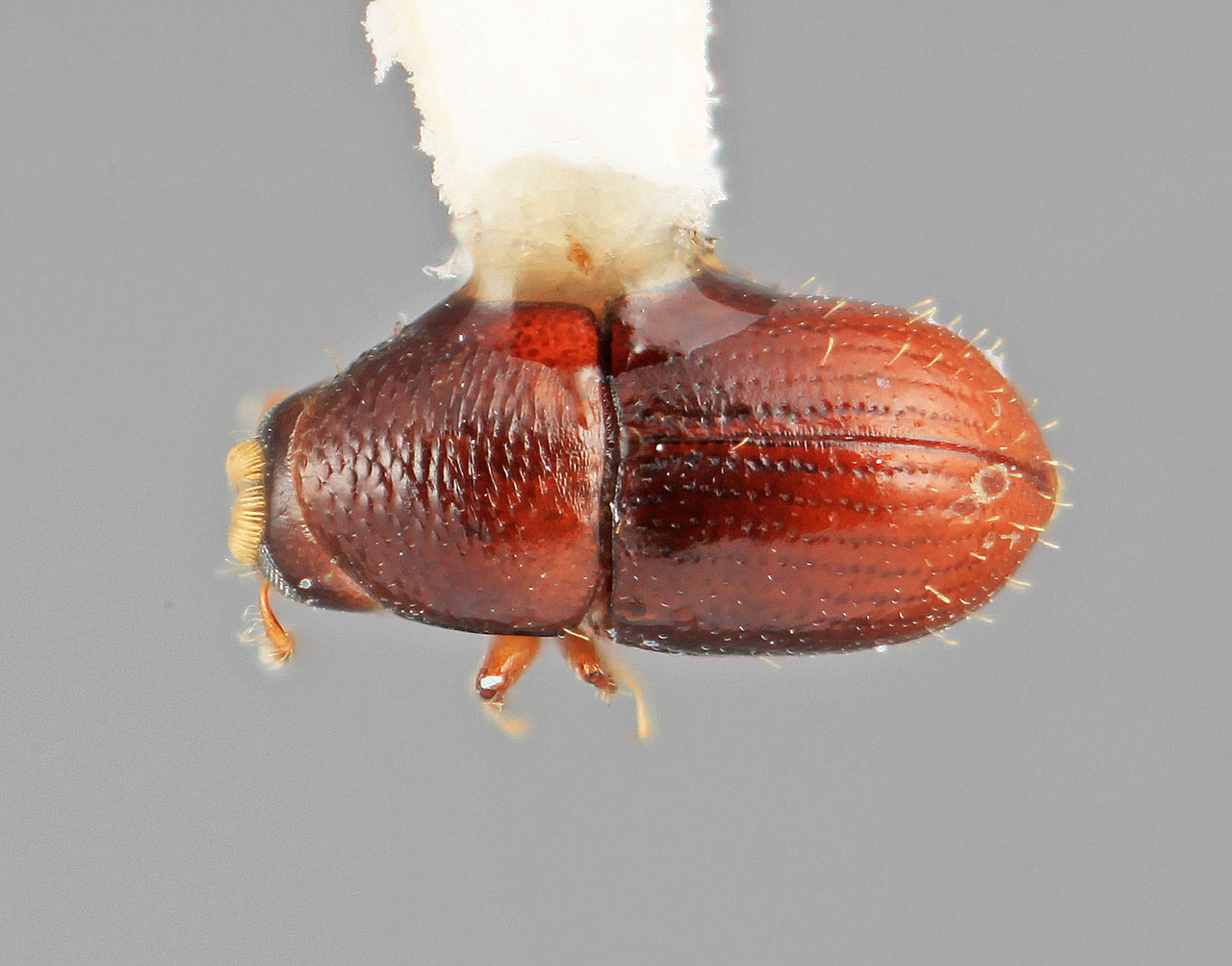 Genus / Species: Scolytodes ochromae | Image Author: SM Smith | Location: Costa Rica, Puntarenas, Playón | Image Type: holotype | Collection: Entomology