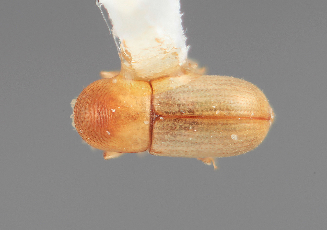 Genus / Species: Scolytodes naevius | Image Author: SM Smith | Location: Venezuela, Barinas, Socopo | Image Type: holotype | Collection: Entomology
