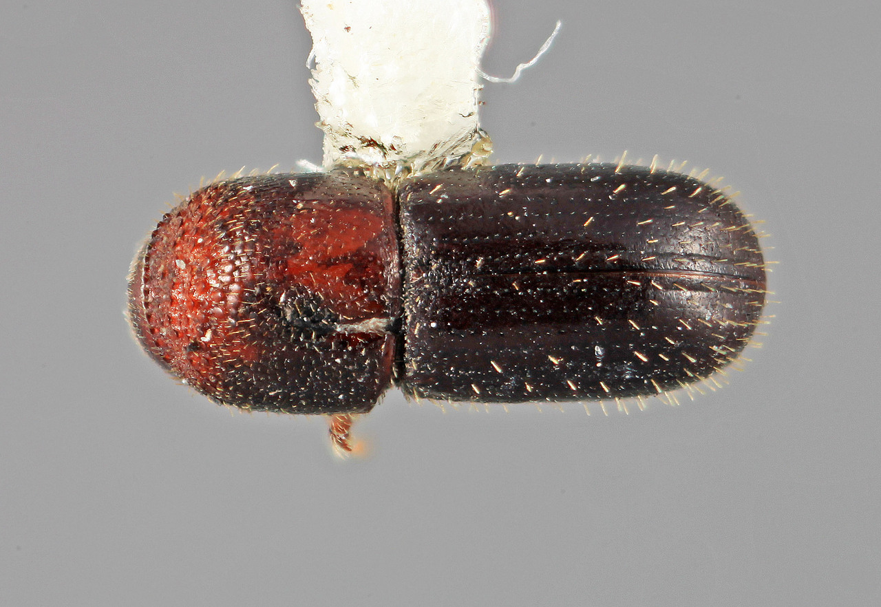 Genus / Species: Cryptocarenus tropicalis | Image Author: SM Smith | Location: Venezuela, Bolivar, El Palmar, 30 km E | Image Type: holotype | Collection: Entomology